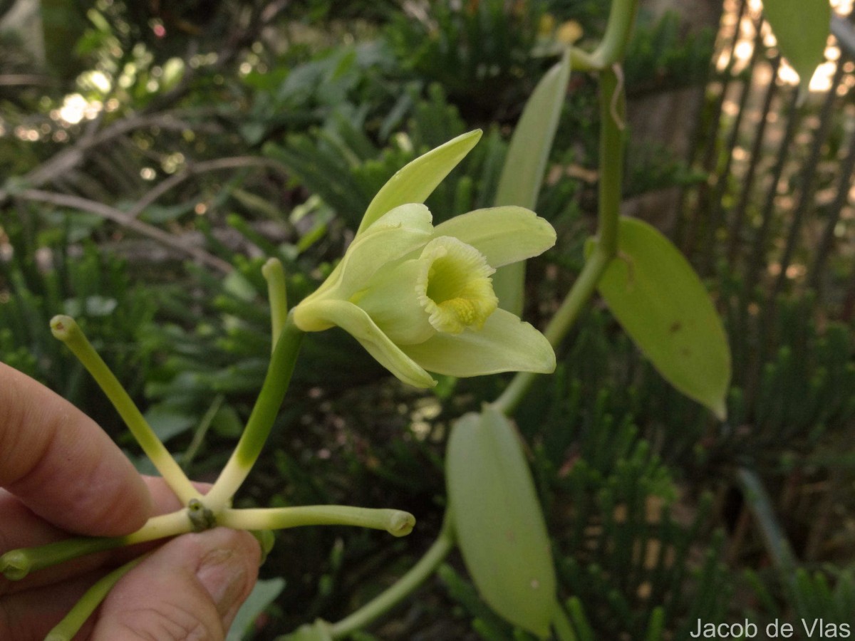 Vanilla planifolia Andrews